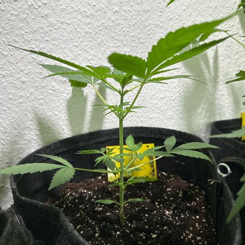 Milky Way growlog timeline photo