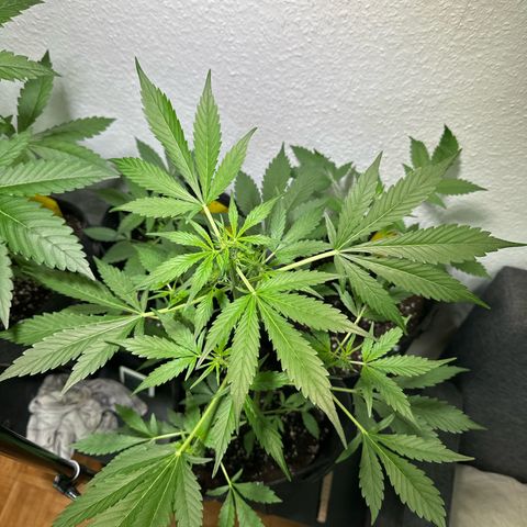 Amnesia Haze Auto growlog timeline photo