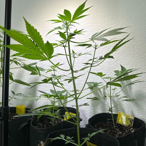 Amnesia Haze Auto growlog timeline photo