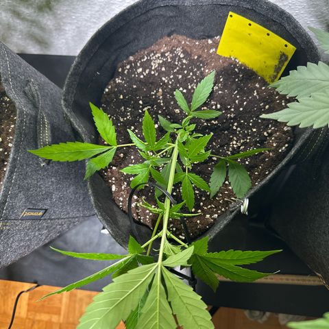 Milky Way growlog timeline photo