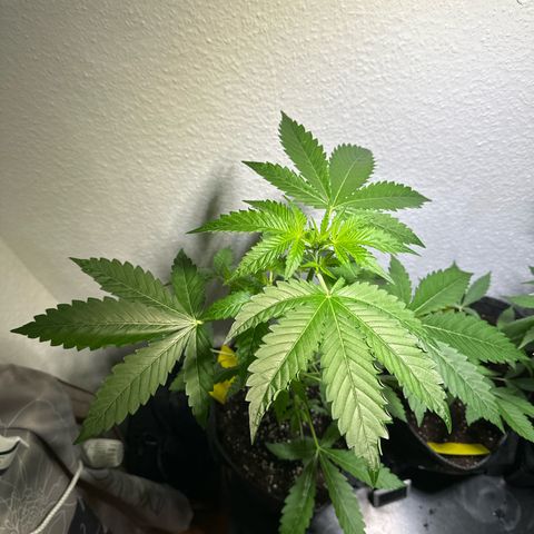 Wedding Cake Auto growlog timeline photo