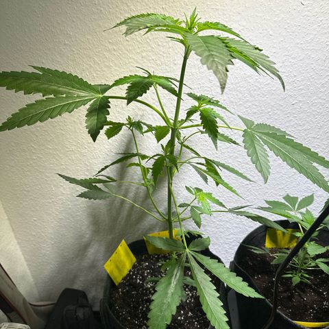 Wedding Cake Auto growlog timeline photo