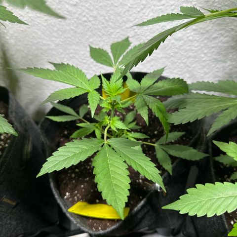 Milky Way growlog timeline photo