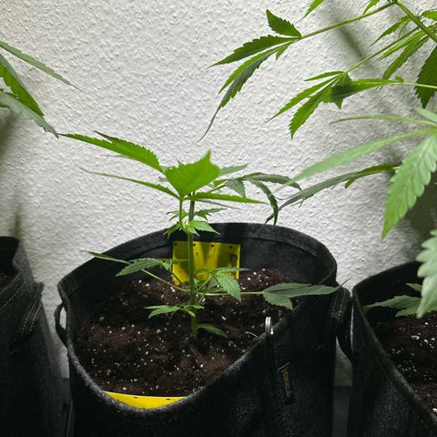 Milky Way growlog timeline photo