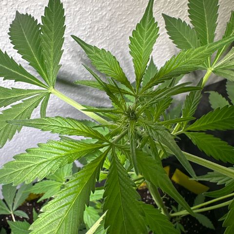 Amnesia Haze Auto growlog timeline photo