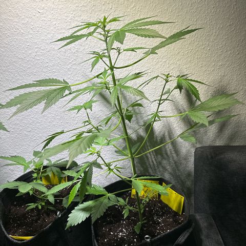 Amnesia Haze Auto growlog timeline photo