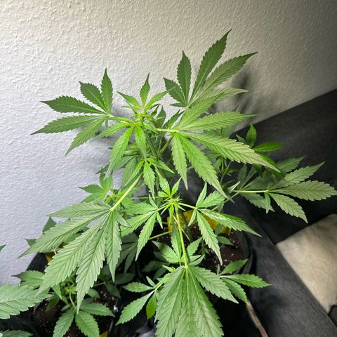 Amnesia Haze Auto growlog timeline photo