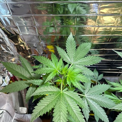 Wedding Cake Auto growlog timeline photo