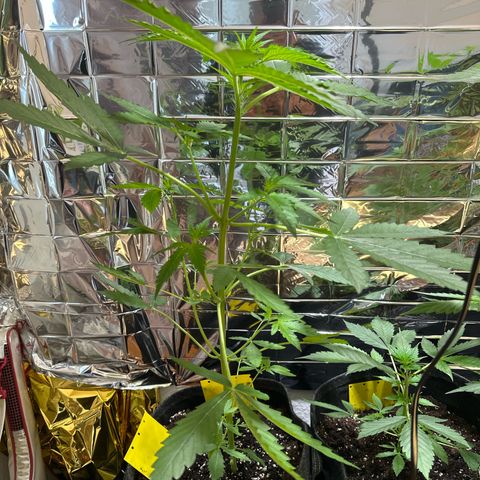 Wedding Cake Auto growlog timeline photo