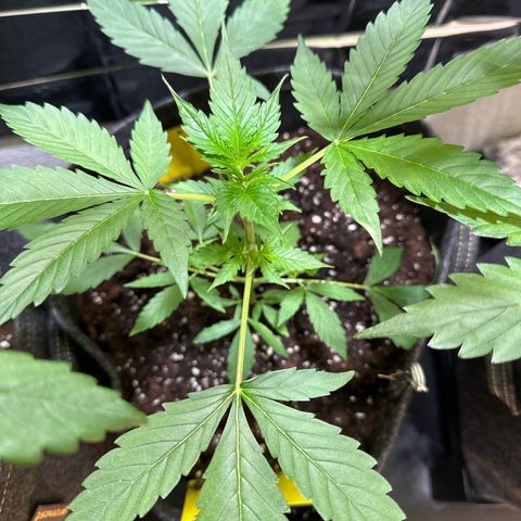 Milky Way growlog timeline photo