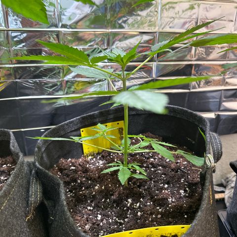 Milky Way growlog timeline photo