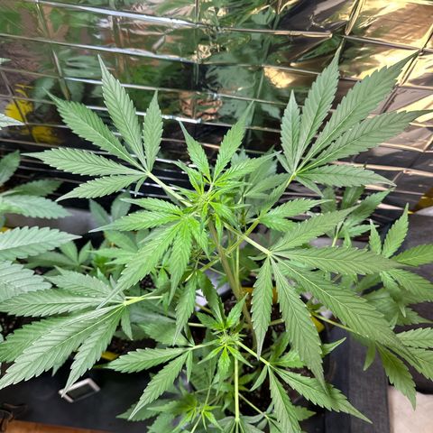 Amnesia Haze Auto growlog timeline photo