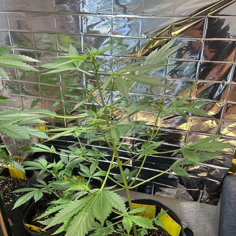 Amnesia Haze Auto growlog timeline photo