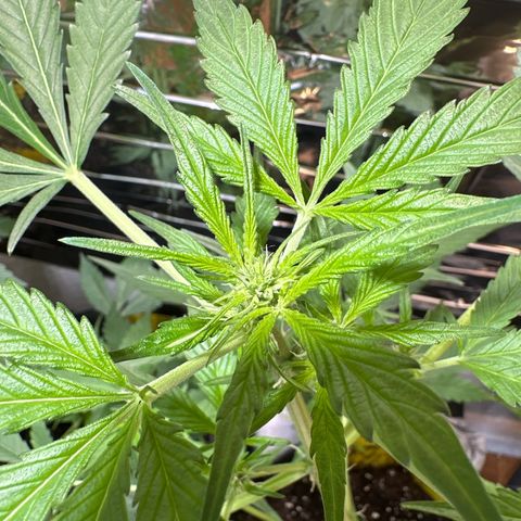 Amnesia Haze Auto growlog timeline photo