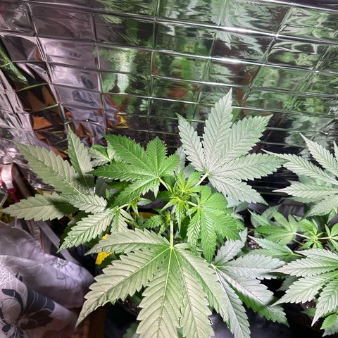 Wedding Cake Auto growlog timeline photo