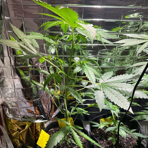 Wedding Cake Auto growlog timeline photo