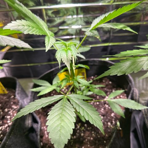 Milky Way growlog timeline photo