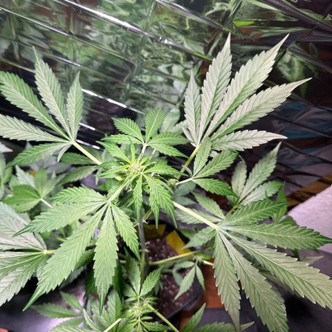 Amnesia Haze Auto growlog timeline photo