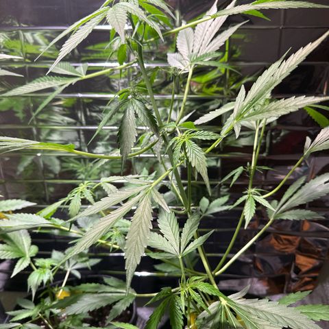Amnesia Haze Auto growlog timeline photo