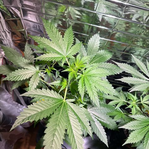 Wedding Cake Auto growlog timeline photo