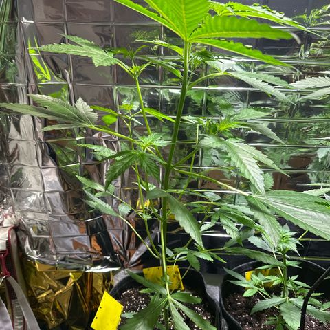 Wedding Cake Auto growlog timeline photo