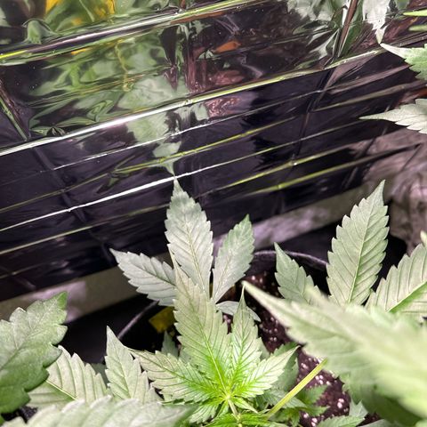 Milky Way growlog timeline photo