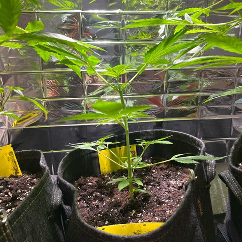 Milky Way growlog timeline photo
