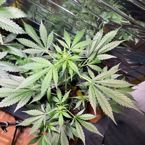 Amnesia Haze Auto growlog timeline photo