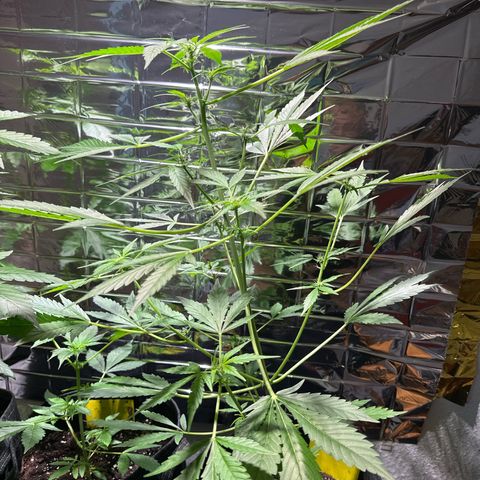 Amnesia Haze Auto growlog timeline photo
