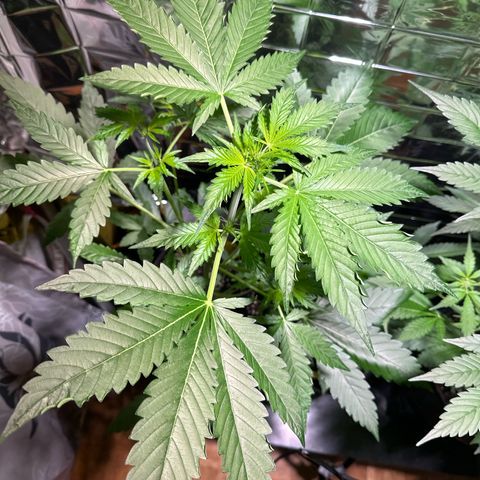 Wedding Cake Auto growlog timeline photo