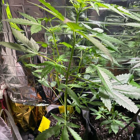 Wedding Cake Auto growlog timeline photo