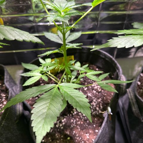 Milky Way growlog timeline photo