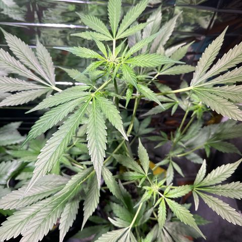 Amnesia Haze Auto growlog timeline photo