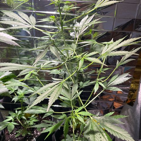 Amnesia Haze Auto growlog timeline photo