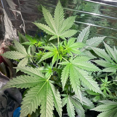 Wedding Cake Auto growlog timeline photo