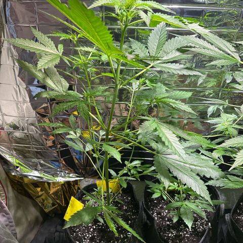 Wedding Cake Auto growlog timeline photo