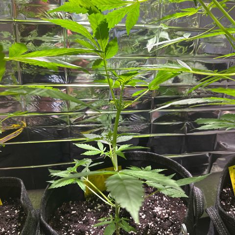 Milky Way growlog timeline photo
