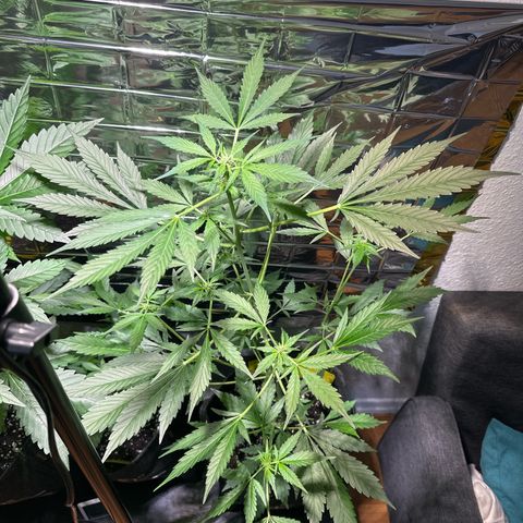 Amnesia Haze Auto growlog timeline photo