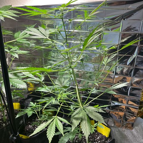 Amnesia Haze Auto growlog timeline photo