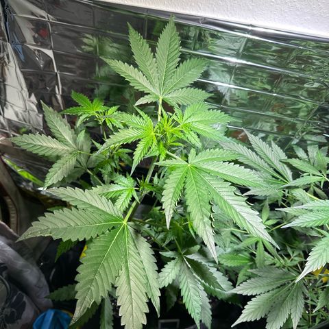 Wedding Cake Auto growlog timeline photo