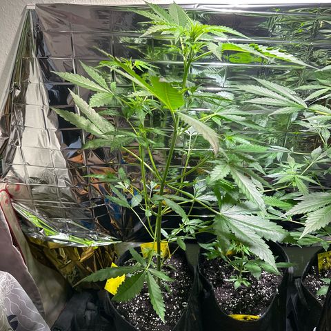 Wedding Cake Auto growlog timeline photo