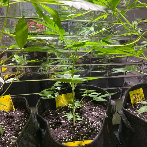 Milky Way growlog timeline photo