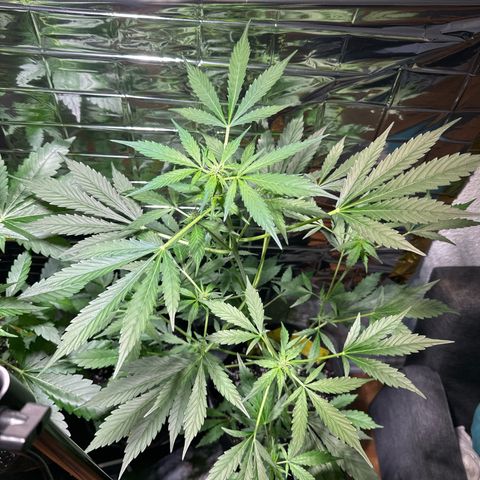 Amnesia Haze Auto growlog timeline photo