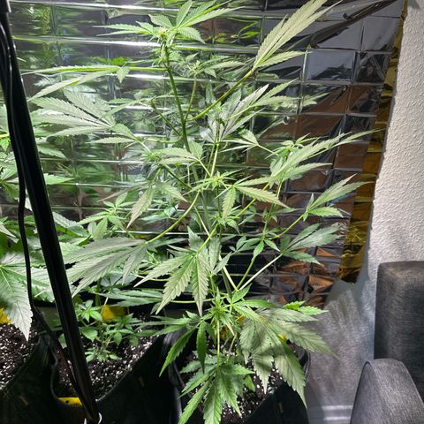Amnesia Haze Auto growlog timeline photo