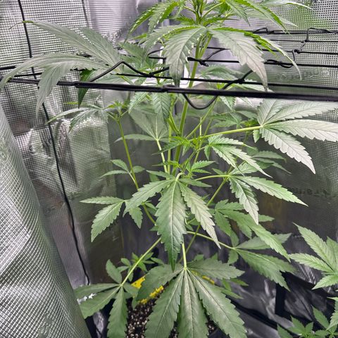 Wedding Cake Auto growlog timeline photo