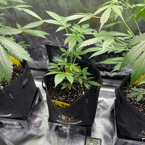 Milky Way growlog timeline photo