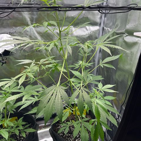 Amnesia Haze Auto growlog timeline photo