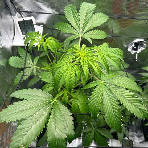 Wedding Cake Auto growlog timeline photo