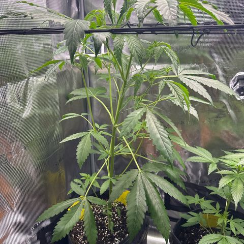 Wedding Cake Auto growlog timeline photo