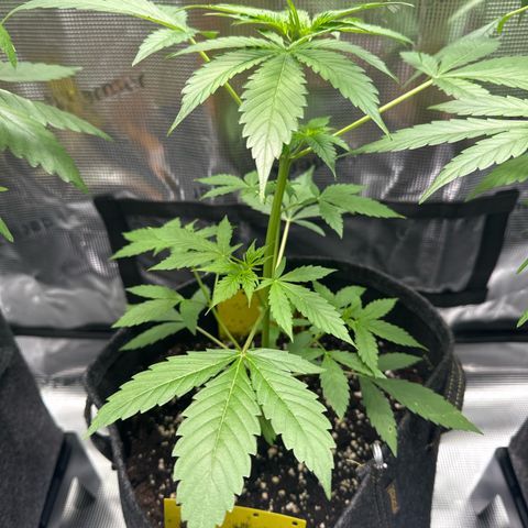 Milky Way growlog timeline photo